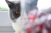 Домашние питомцы