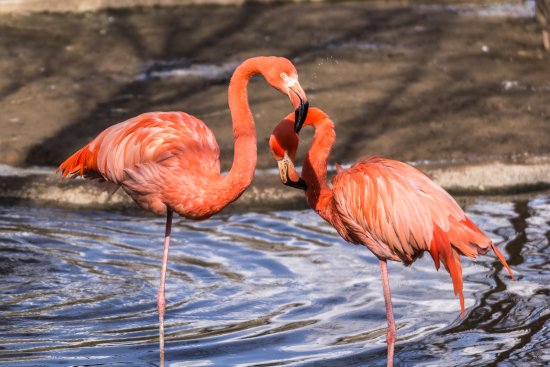 Розовый фламинго