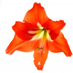 Алый цветок